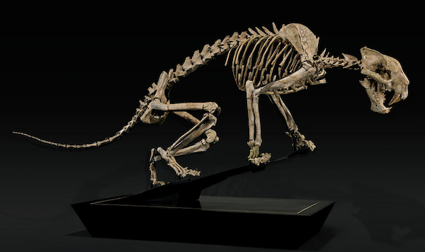 ChaitBonCat This rare 7-foot skeleton of a Nimravid, which lived in the Late Oligocene millions of years before saber-tooth tigers, was offered by I.M. Chait in May of 2013 but failed to sell (the estimate was $250,000 to $300,000). By November of the same year, Bonhams had sold it for $161,000.