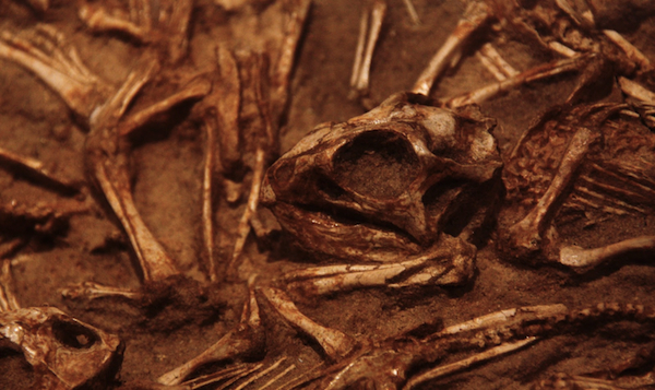 GobiOsaka The Gobi Desert in Mongolia is known for, among other things, nests of dinosaurs, holding everything from eggs to hatchlings, as seen in this detail of a Protoceratops andrewsi nest. It's thought that some nests might have been buried by the area's particularly ferocious dust storms. Photo by Mark Weich.