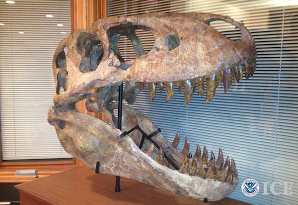 ICE skull 2012 In 2012, Homeland Security Investigations agents working with Immigration and Customs Enforcement (ICE) seized this rare Tarbosaurus bataar skull from the owner of By Nature Gallery, who subsequently pleaded guilty to smuggling. Photo courtesy of ICE.