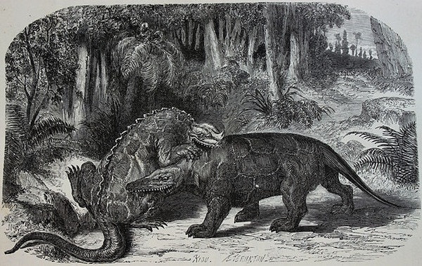 Iguanodon_versus_Megalosaurus In the early 19th century, paleontologists mistakenly put a thumb spike on the end of the Iguanodon's nose (left), an error that persisted well into the middle of the century, when Edouard Riou did this etching of an Iguanodon fighting a Megalosaurus. Photo via Wikipedia.