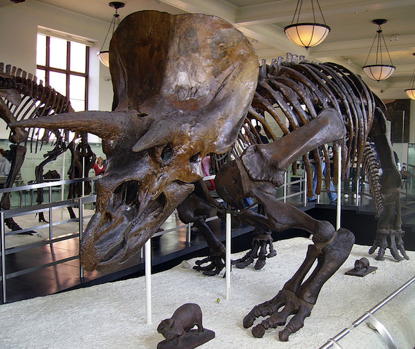 Triceratops_AMNH_Wiki A Triceratops at the American Museum of Natural History. Photo by Michael Gray, via Wikipedia.