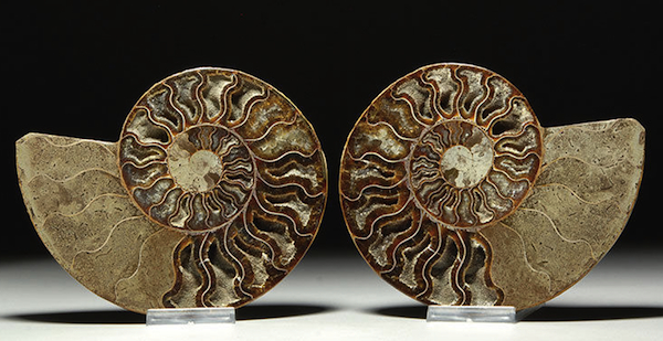 SlicedAmmo This ammonite fossil from the Early Jurassic (190-to-175 million years ago) has been cut and polished to reveal its interior chambers. Offered on eBay by artancientltd.