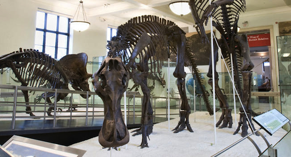 duck-billed-dinosaur Duck-billed dinosaurs were the deer and buffalo of their era, which means they were food for all manner of predators. Photo via American Museum of Natural History.
