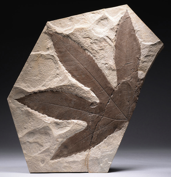 leaf impression This 11-inch fossilized sycamore leaf from Wyoming dates to the Eocene, making it about 50 million years old. Offered on eBay by artancientltd.