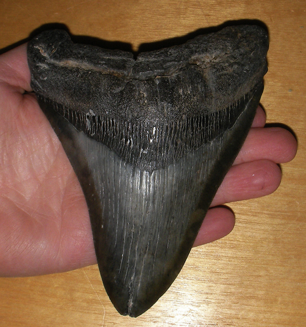 megalodon This fossilized megalodon shark's tooth, which is more than 5 inches long and anywhere from 2-to-12 million years old, is being offered by eBay seller piecesfromthepast-1.