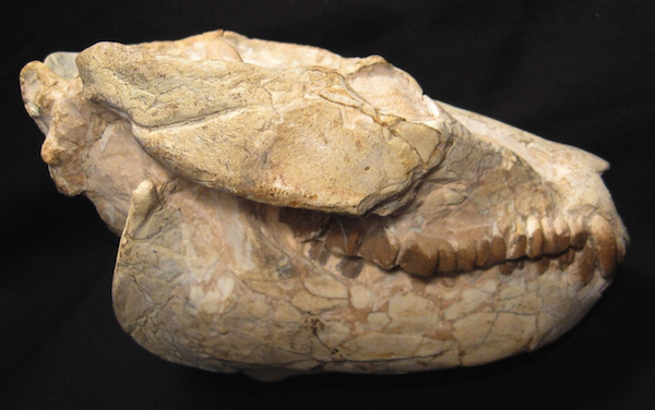 oligocene skull The Leptauchenia oreodont was a goat-like mammal that lived during the Late Oligocene. This skull is about 35 million years old, was found on private land in Nebraska, and is being offered on eBay by Fairfield Fossil Exchange.