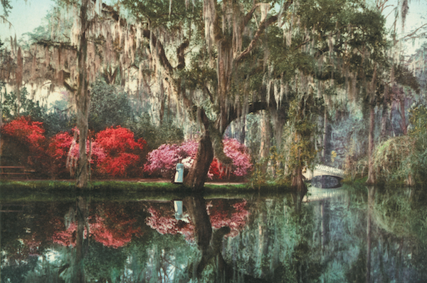 South Charleston's Magnolia gardens on Ashley River, photographer unknown.