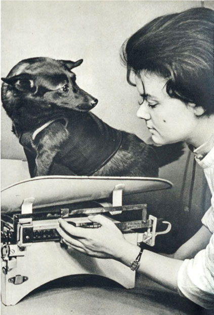 Lyudmila Radkevich, associate researcher at the Institute for Aviation and Space Medicine, checks Chernushka’s weight in the laboratory in 1958. (© FUEL Publishing)