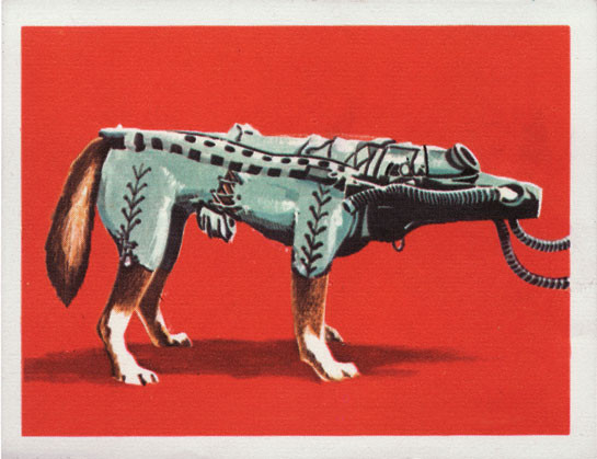 The text (in French and Dutch) on the reverse of this 1964 Jacques chocolate card, "Assault on the Stars," explains how dog astronauts helped man explore the physical effects of space flight. (© FUEL Publishing / Marianne Van den Lemmer)