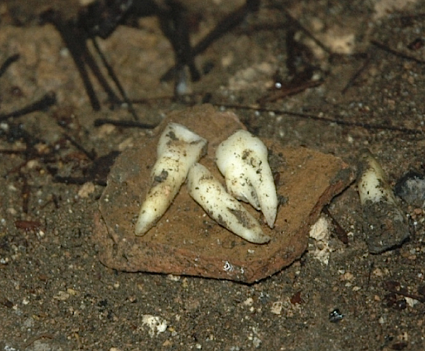 The looter who fell into the Midnight Terror Cave lost three teeth when his jaw hit the cave's limestone floor. Brady and his team found them.