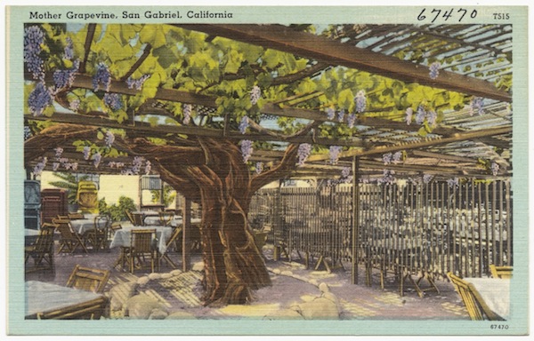 A linen postcard, circa 1930-1945, of the "Mother Grapevine" in San Gabriel. (Via Digital Commonwealth)