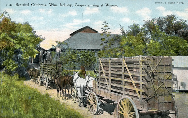 How grapes were brought in from the vineyards for processing in a Napa winery, circa 1905. (Courtesy Early California Wine Trade Archive)