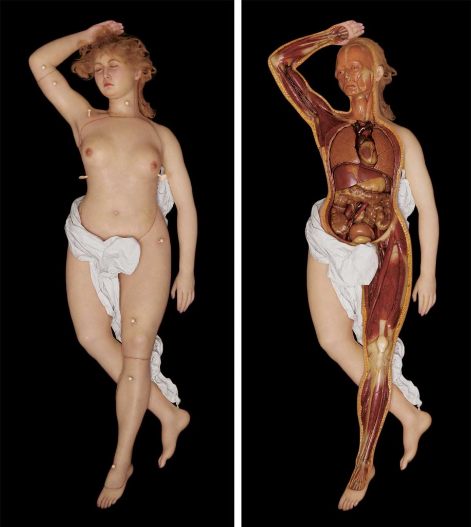 A wax Anatomical Venus shown intact and partially dissected, made in Rudolph Pohl worksop in Dresden, Germany, circa 1930. Courtesy the Münchner Stadtmuseum, Sammlumg Puppentheater/Schaustellerei, Munich.