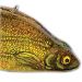 FishDecoy.com